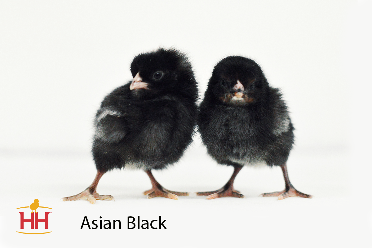 Black Chicks