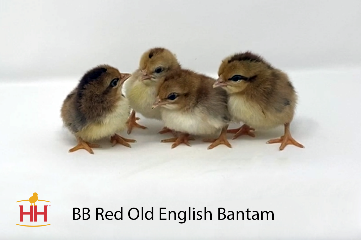 English Chicks