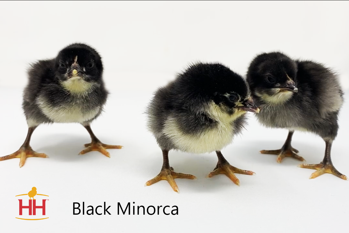 Black Chicks