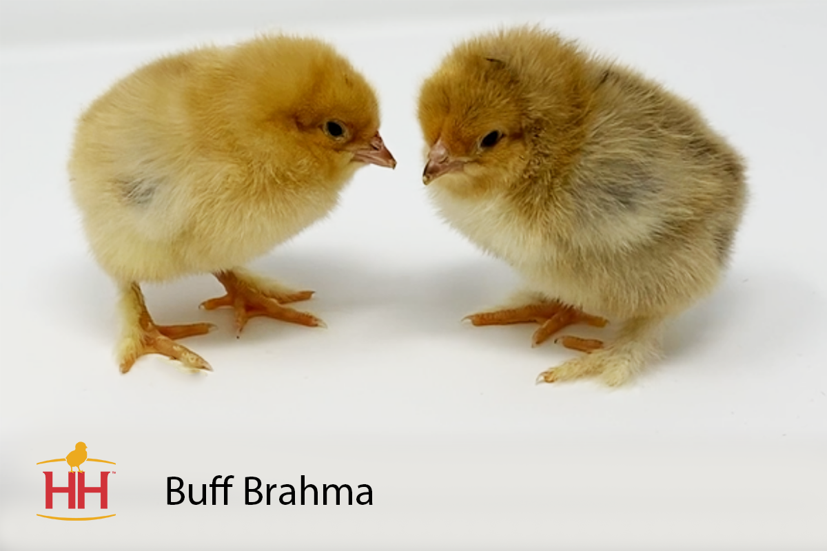 Buff Brahma -- Upcoming Hatches