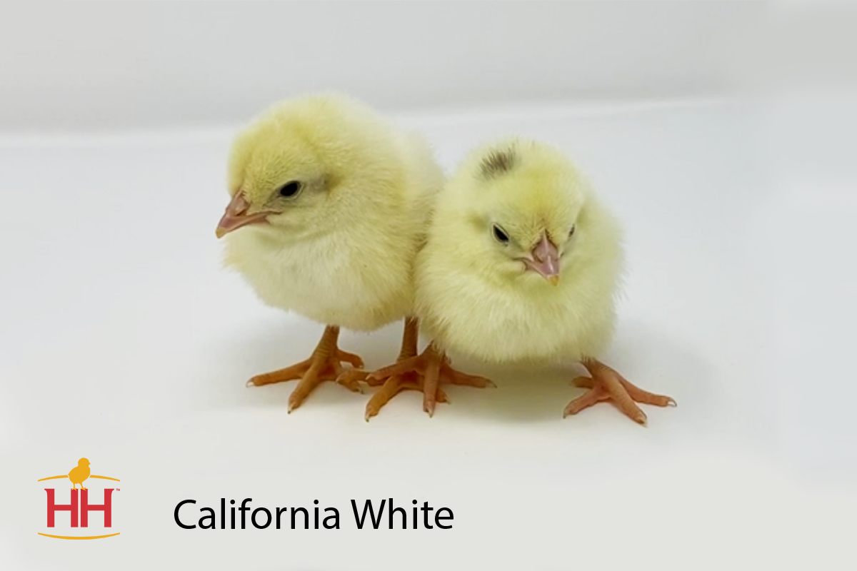 https://images.hoovershatchery.com/images/California%20White%20Chick%20Photo.png