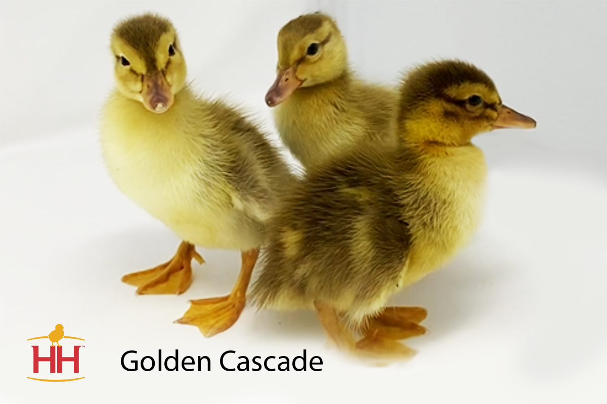 USA, Wyoming. Harlequin ducks, La Grange Cascade For sale as