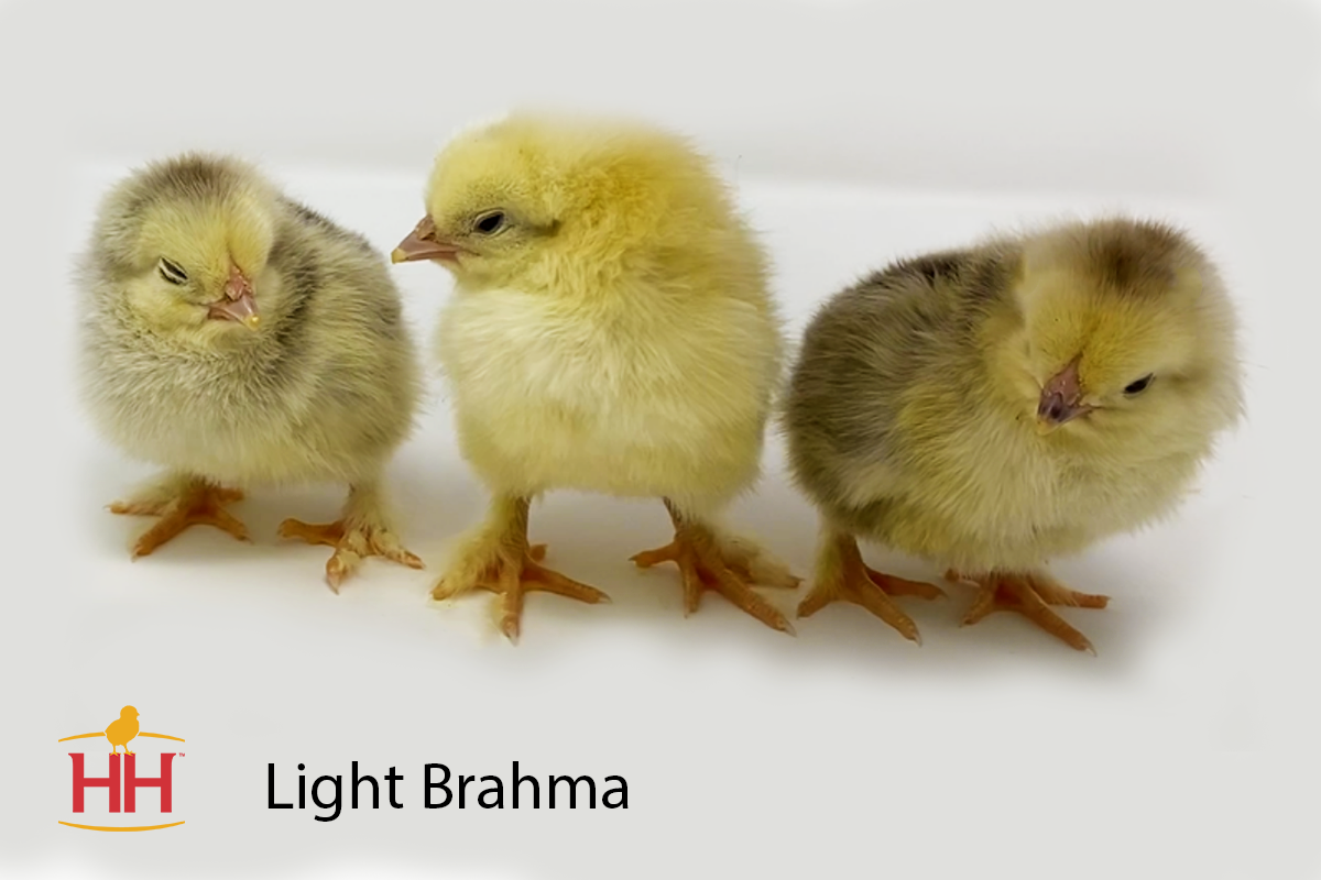 Light Brahma Pullet