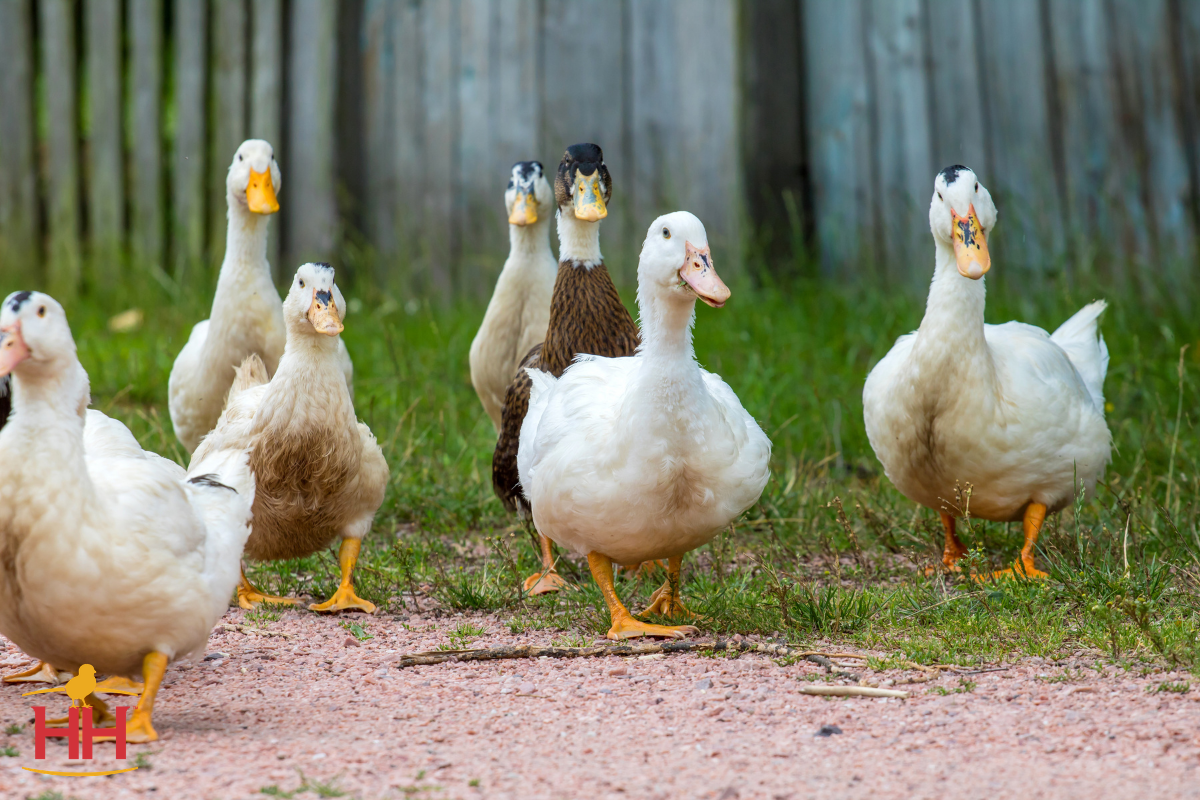 Ducklings