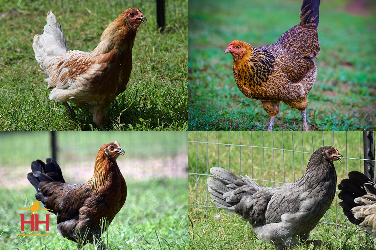 Prairie Bluebell Egger Hen Vs Rooster  