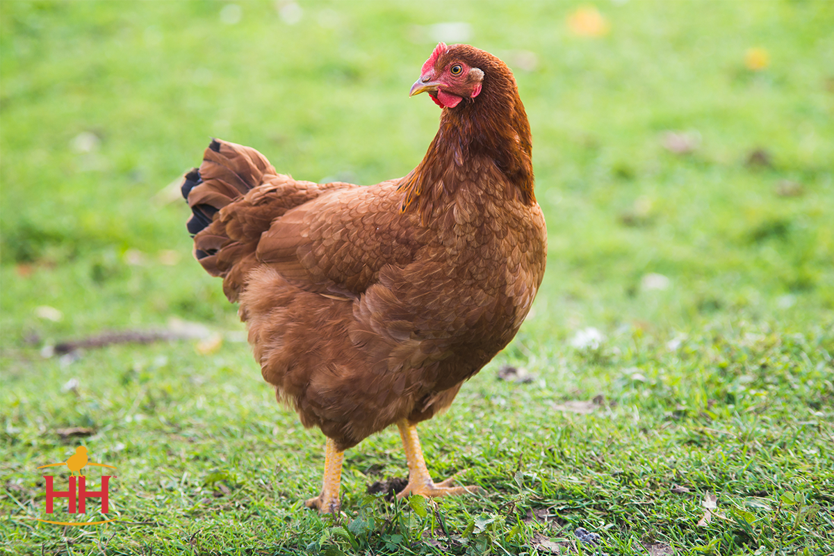 production red chicken eggs