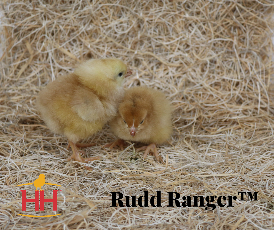 Rudd Hatchery at Catherine Dorsey blog