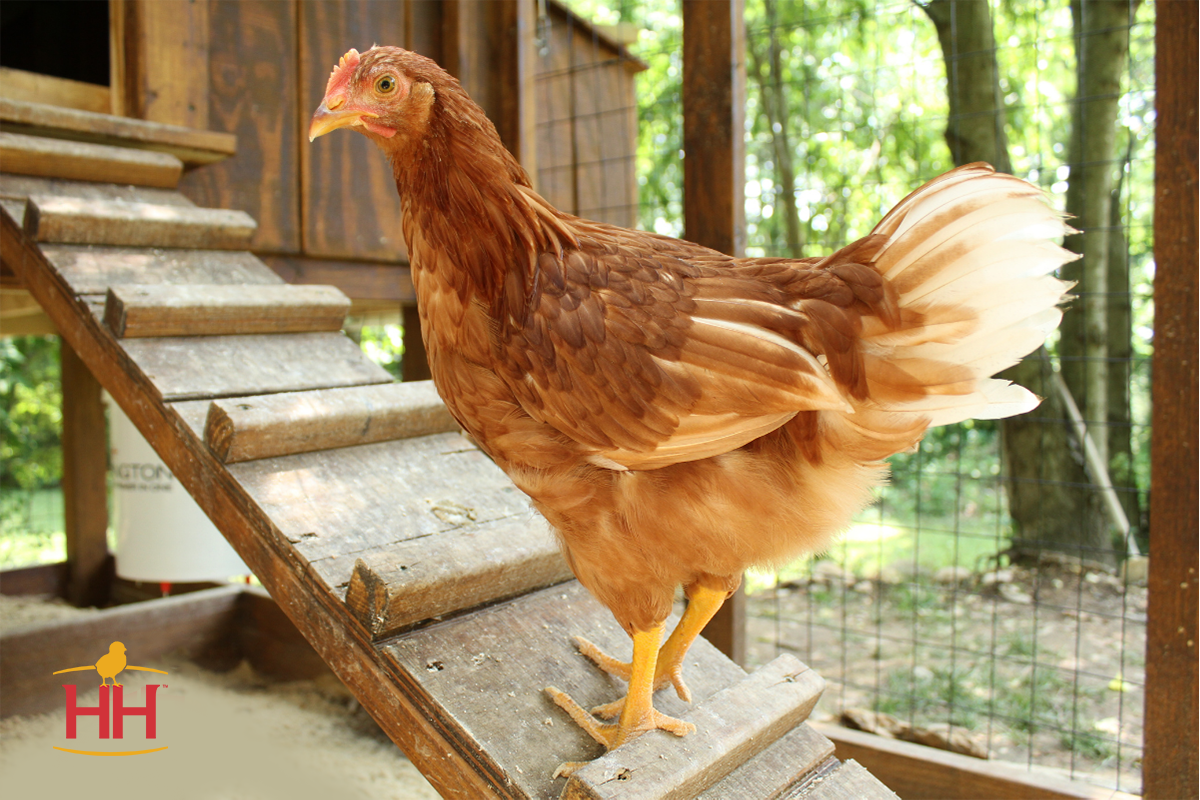 Hoover's Hatchery Live Buff Brahma Chickens, 10 ct. at Tractor