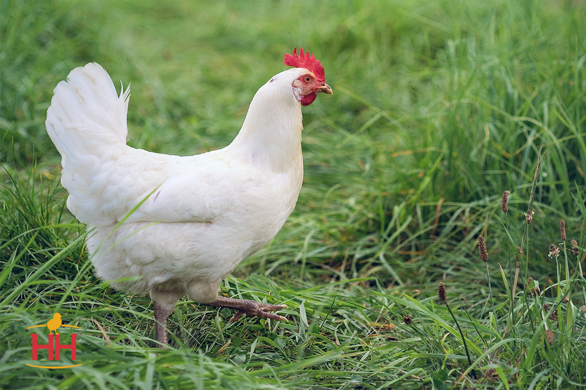 White Jersey Giant Chickens - Baby Chicks for Sale
