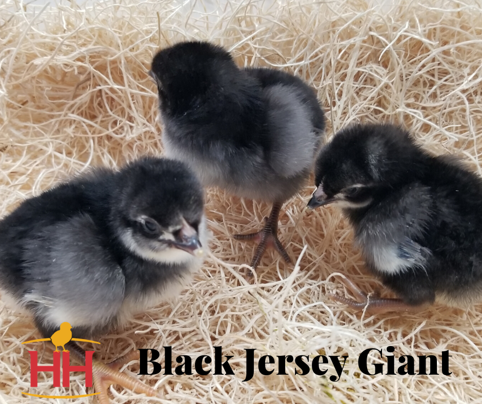 jersey giant chicken colors