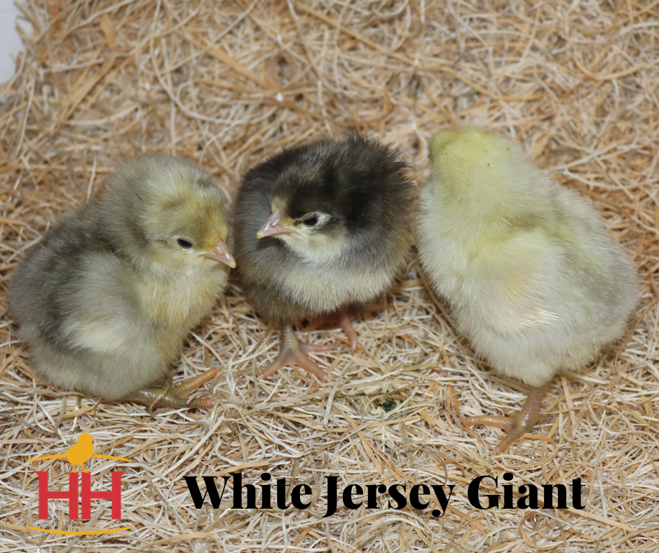 jersey giant chicken chicks